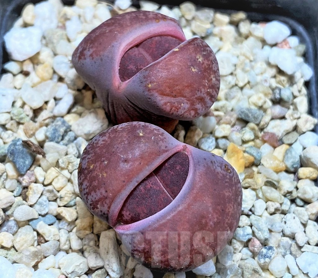 SH5269 Lithops lesliei 'Fred´s Redhead'