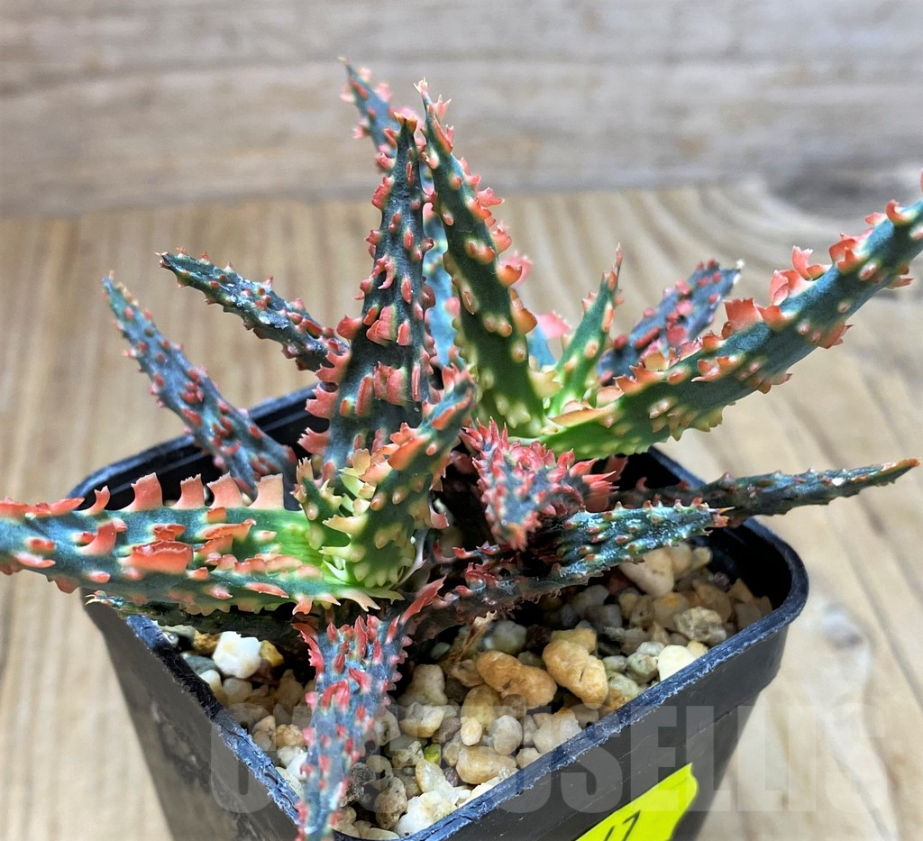 SH5347 Aloe TCT hybrid - Image 2