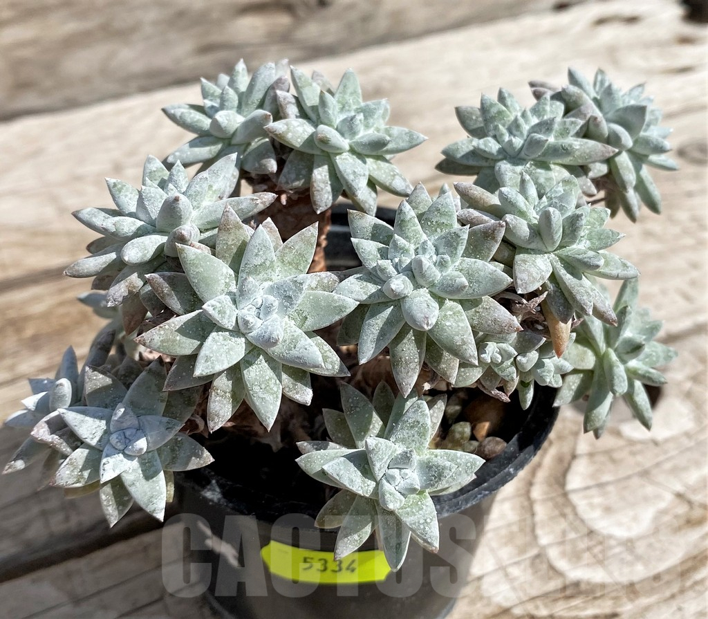 SH5334 Dudleya greenei