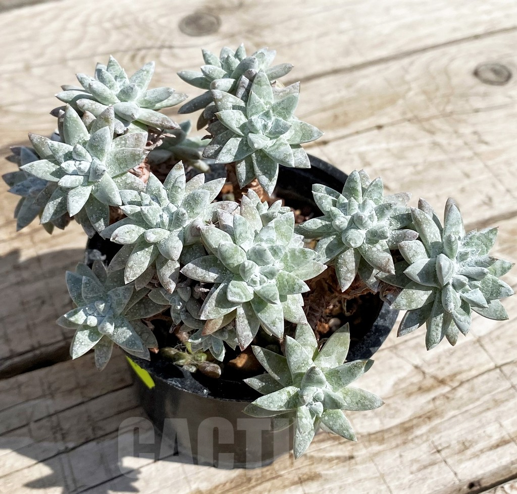 SH5334 Dudleya greenei - Image 2