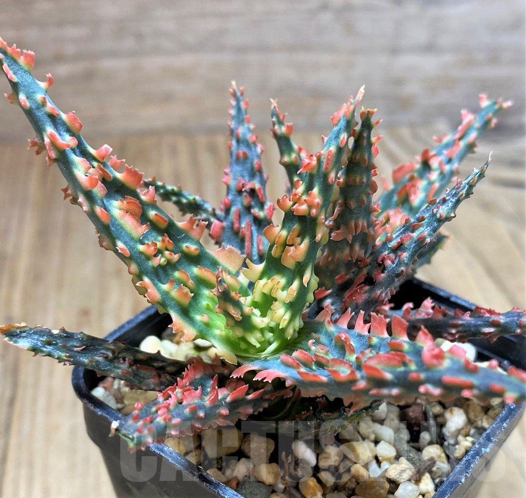 SH5347 Aloe TCT hybrid
