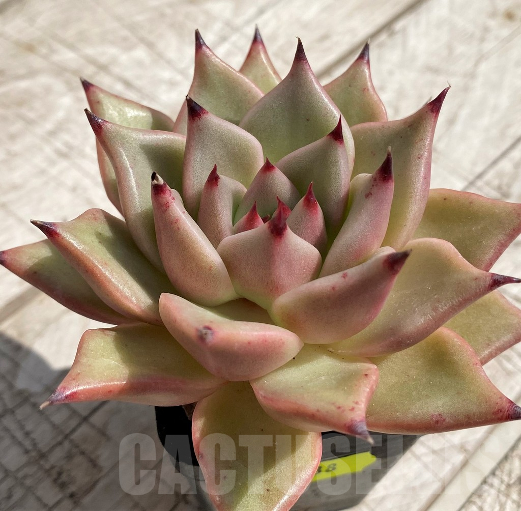 SH5338 Echeveria agavoides hybrid - Image 2