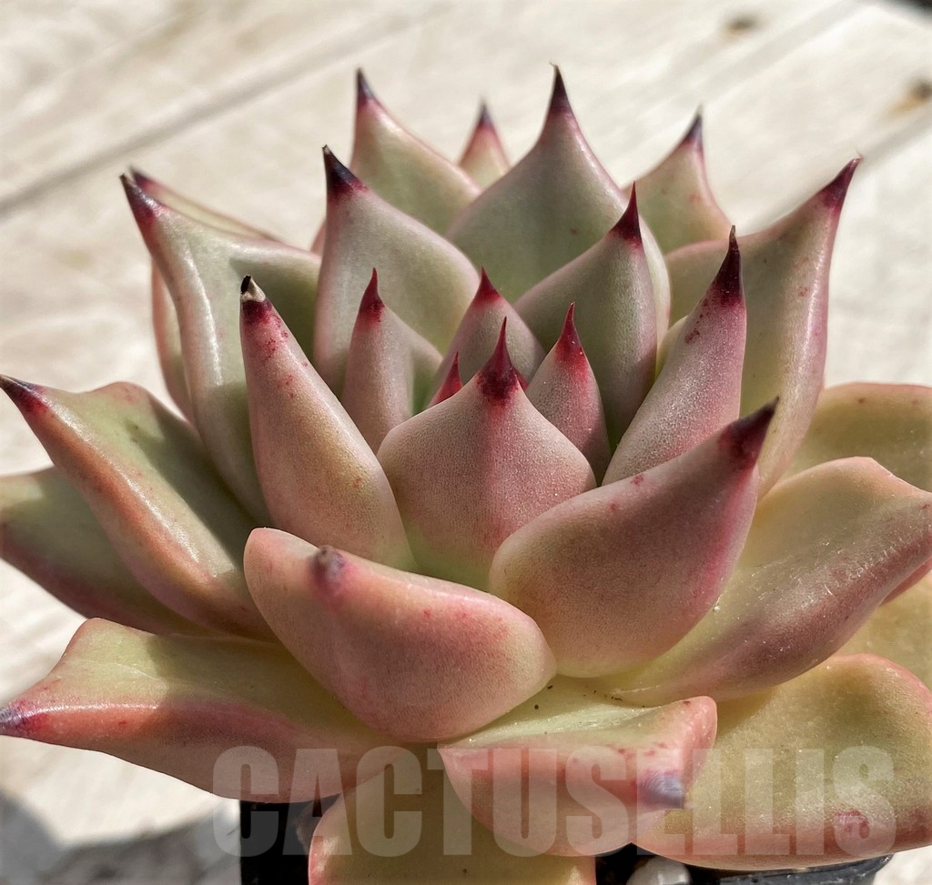 SH5338 Echeveria agavoides hybrid