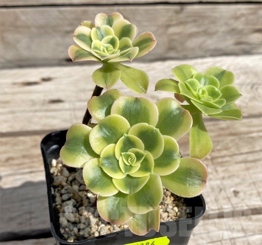 SH5386 Aeonium 'Golden Jade'