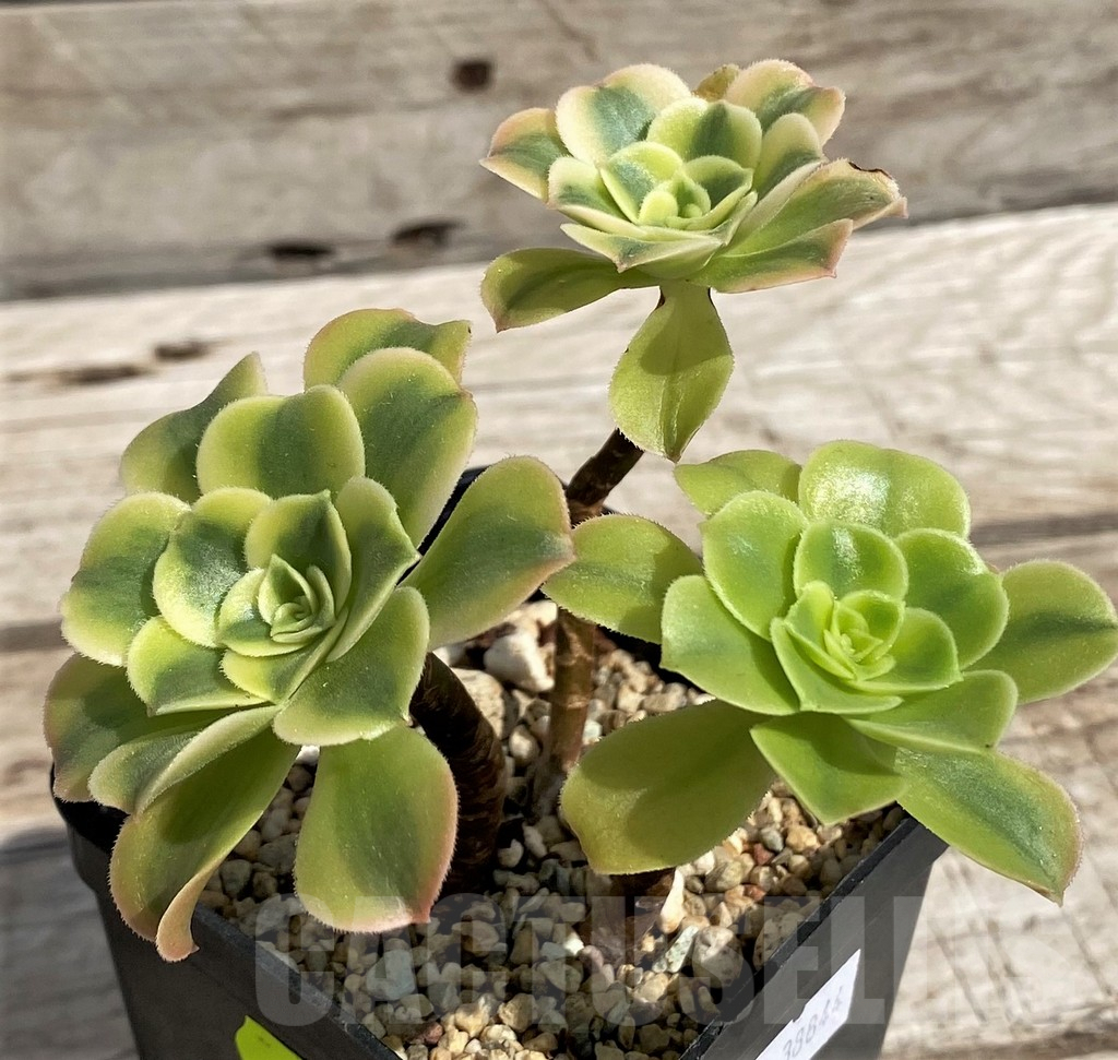SH5386 Aeonium 'Golden Jade' - Image 2