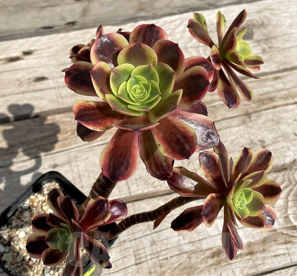 SH5391 Aeonium 'Superbang' - Image 3
