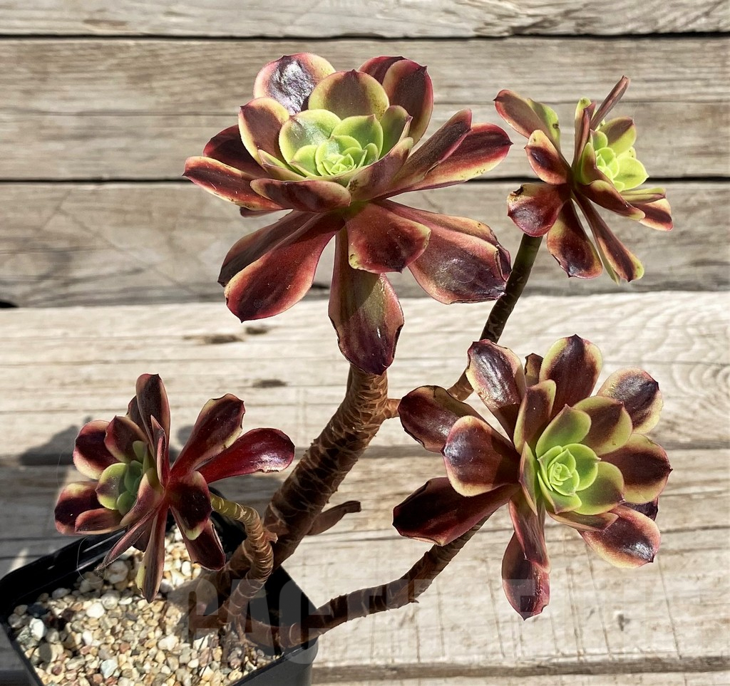 SH5391 Aeonium 'Superbang' - Image 2