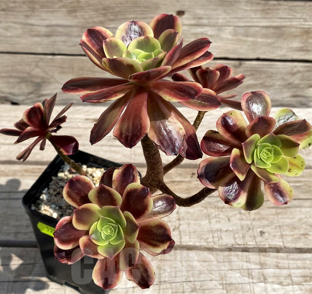 SH5391 Aeonium 'Superbang'
