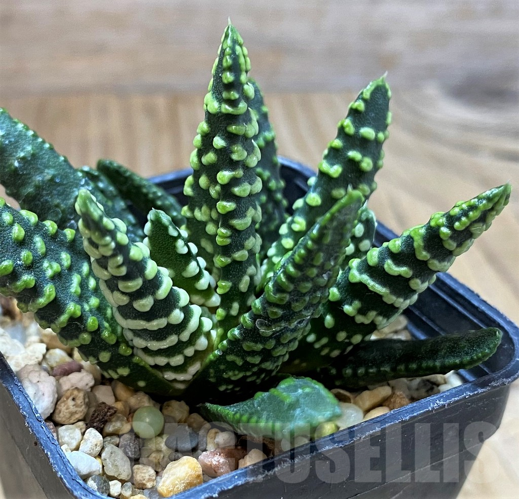 SH5352 Haworthia pumila 'Donut'