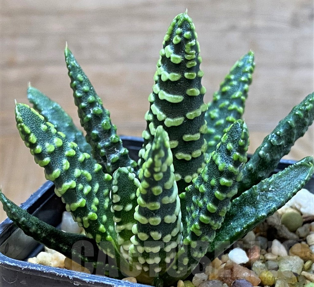 SH5352 Haworthia pumila 'Donut' - Image 2
