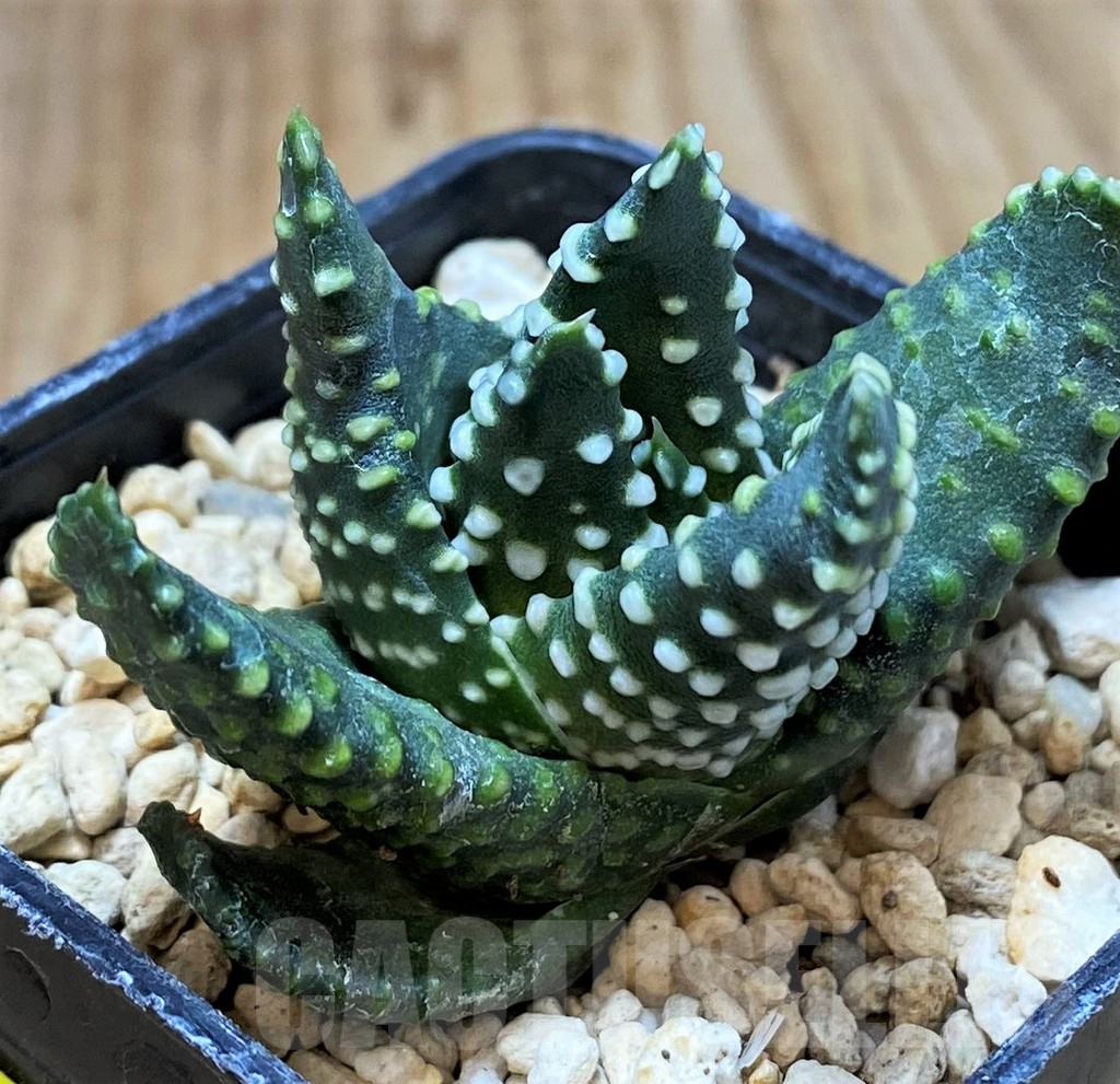 SH5356 Haworthia maxima -Hear Worcester Airoport-, seedling