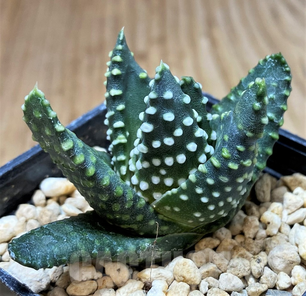SH5356 Haworthia maxima -Hear Worcester Airoport-, seedling - Image 2