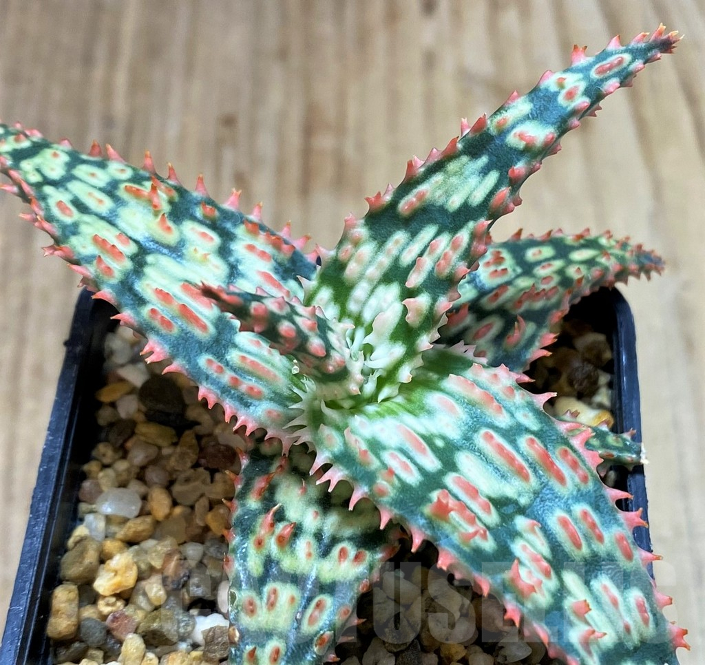 SH5345 Aloe TCT hybrid