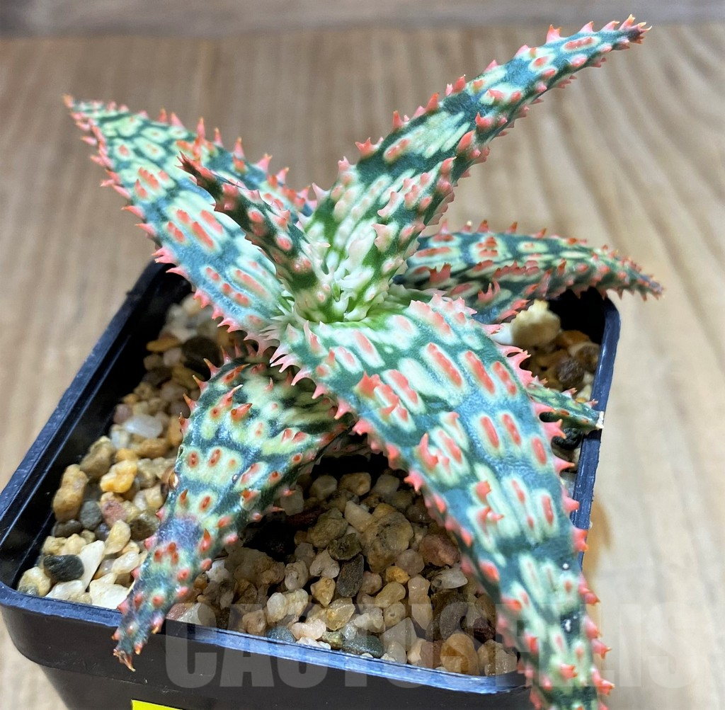 SH5345 Aloe TCT hybrid - Image 2
