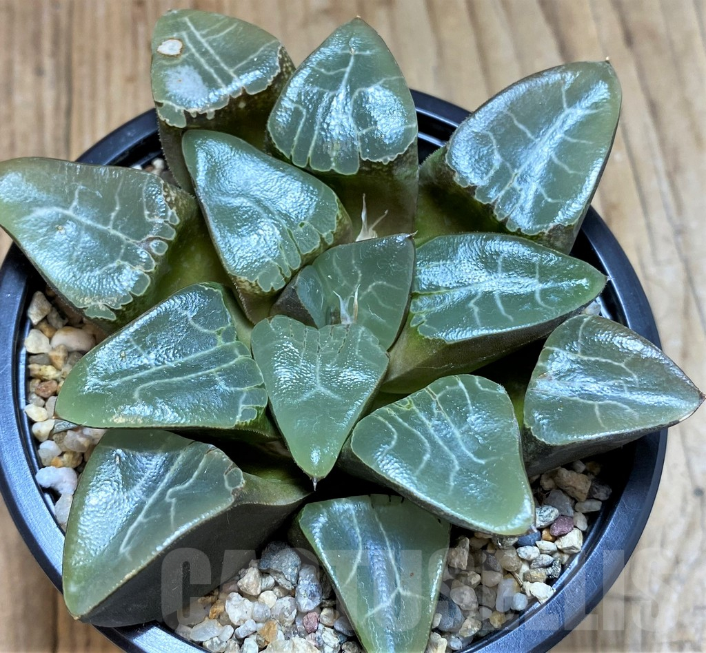 SH5365 Haworthia 'Elegans' - Image 2