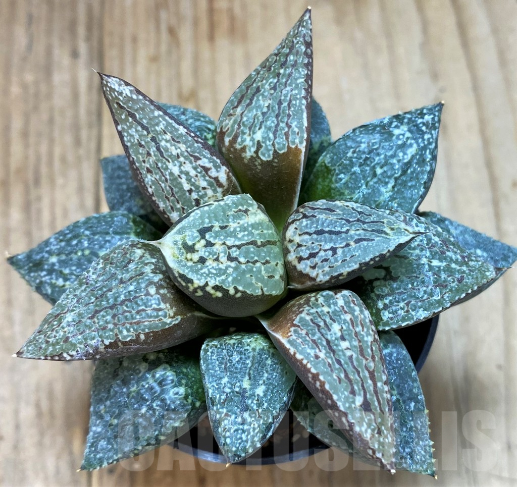 SH5366 Haworthia emelyae -Rooiberg- - Image 2