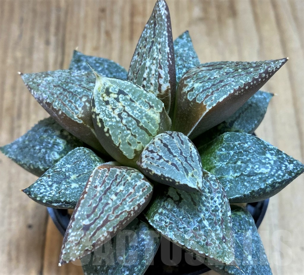 SH5366 Haworthia emelyae -Rooiberg-