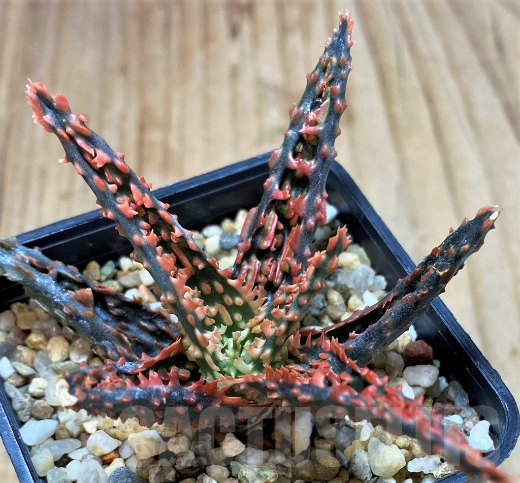 SH5346 Aloe TCT hybrid - Image 2