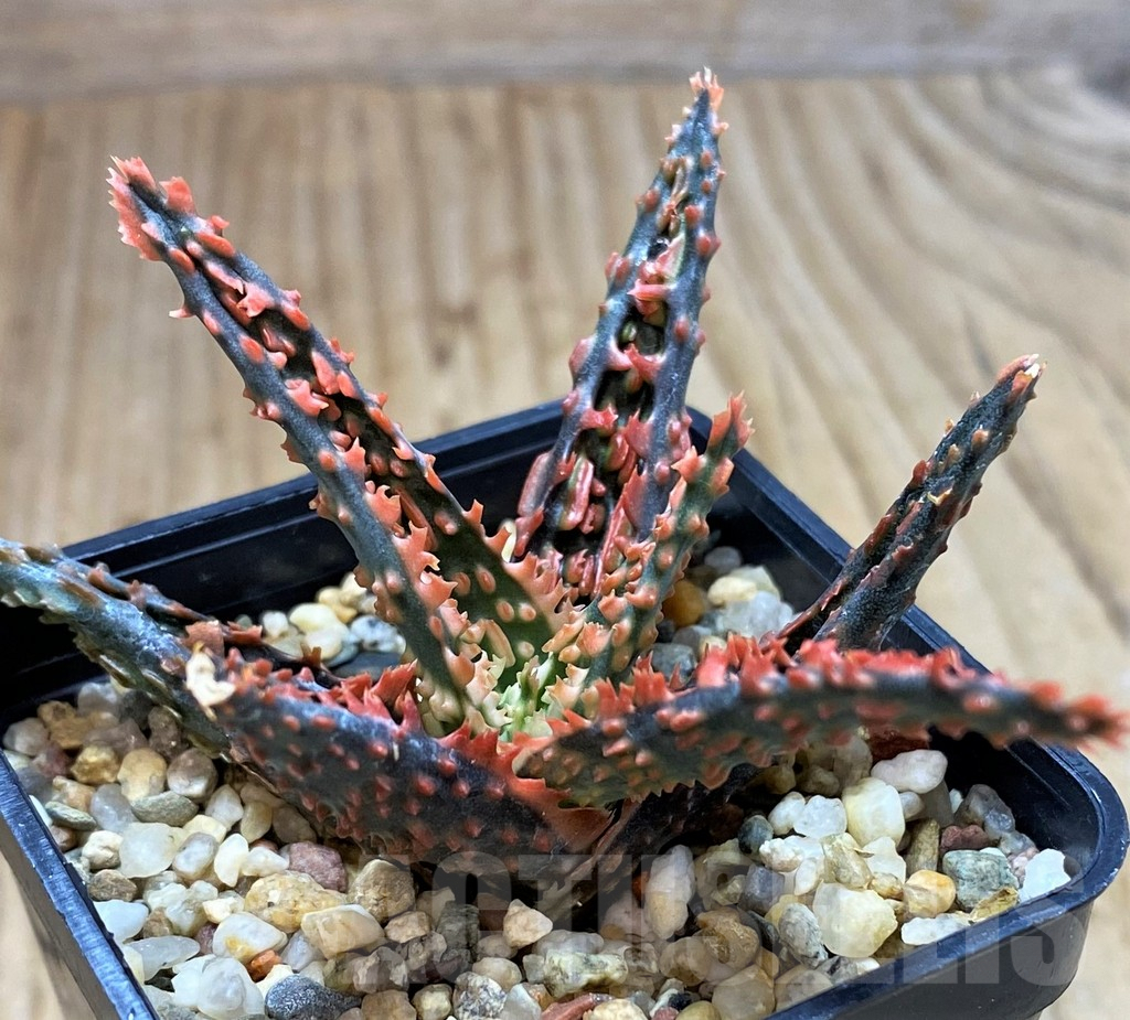 SH5346 Aloe TCT hybrid