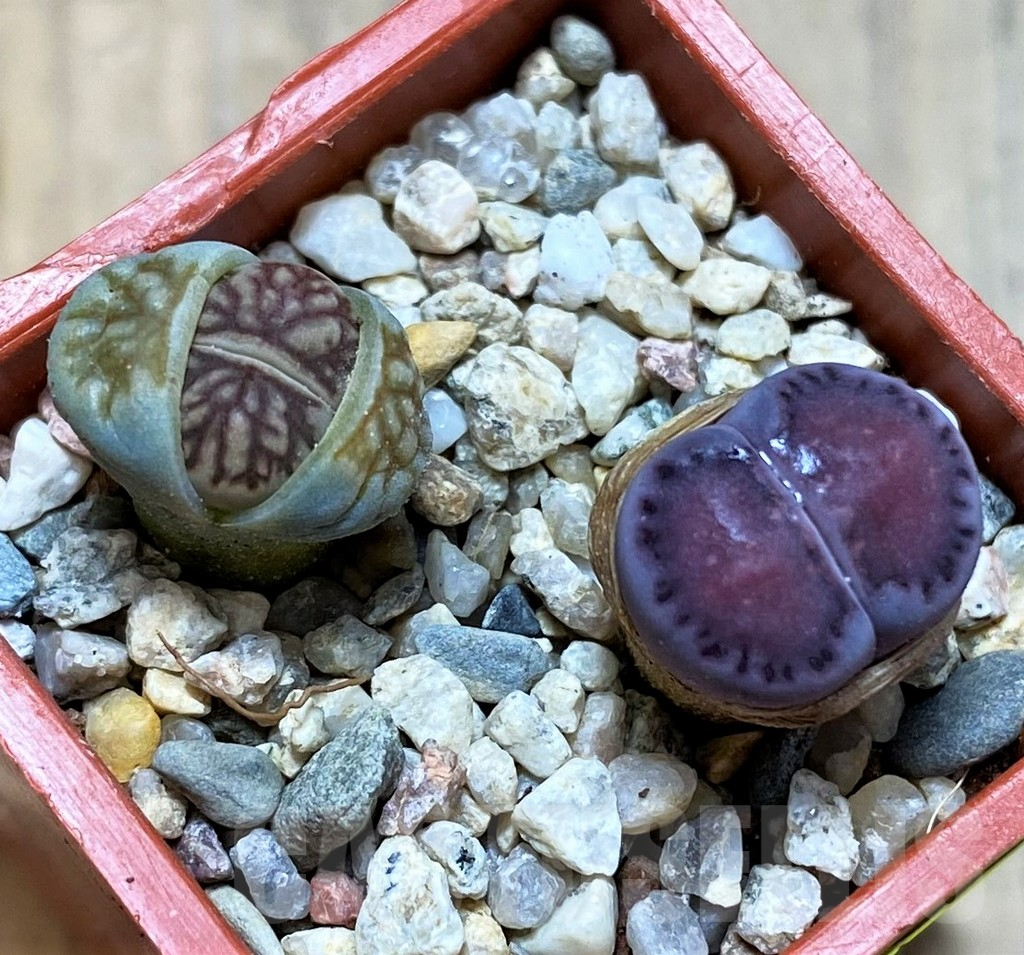 SH5375 Lithops julii 'Kikushogyoku', Lithops salicola ‘Sato’s Violet’ hybrid
