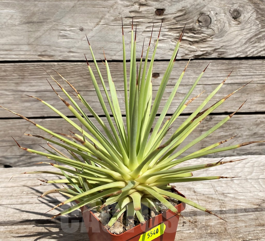 SH5540 Agave stricta 'Nana'