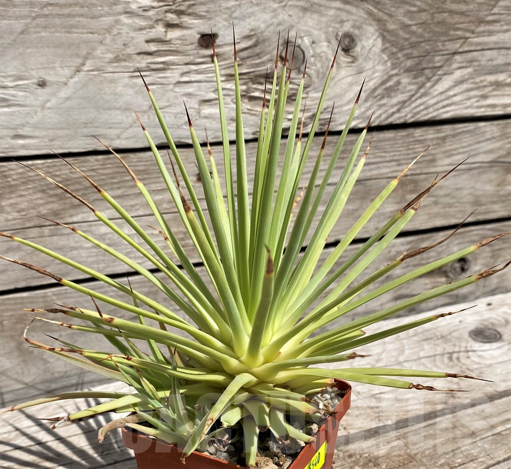 SH5540 Agave stricta 'Nana' - Image 2