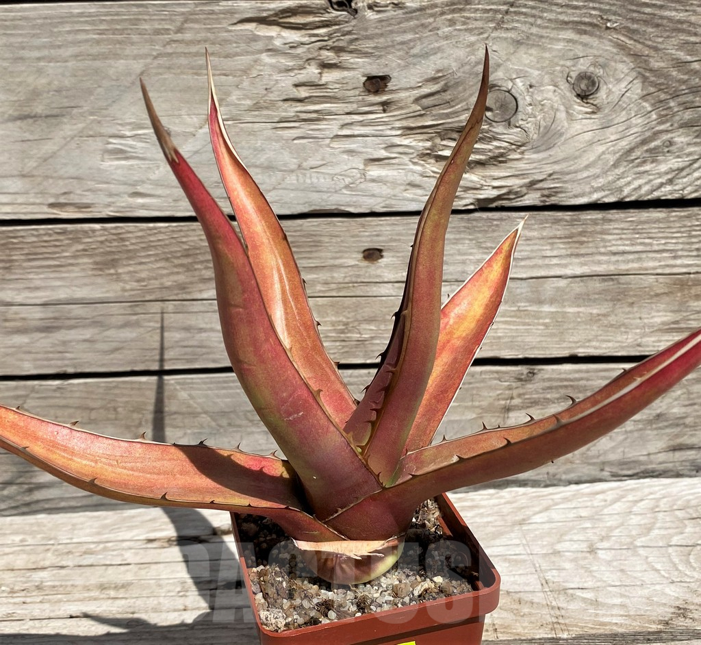 SH5543 Agave kerchovei 'Huajuapan Red'