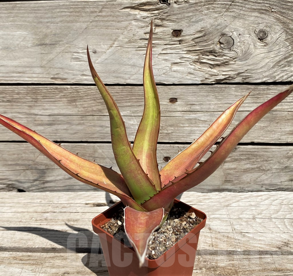 SH5543 Agave kerchovei 'Huajuapan Red' - Image 2