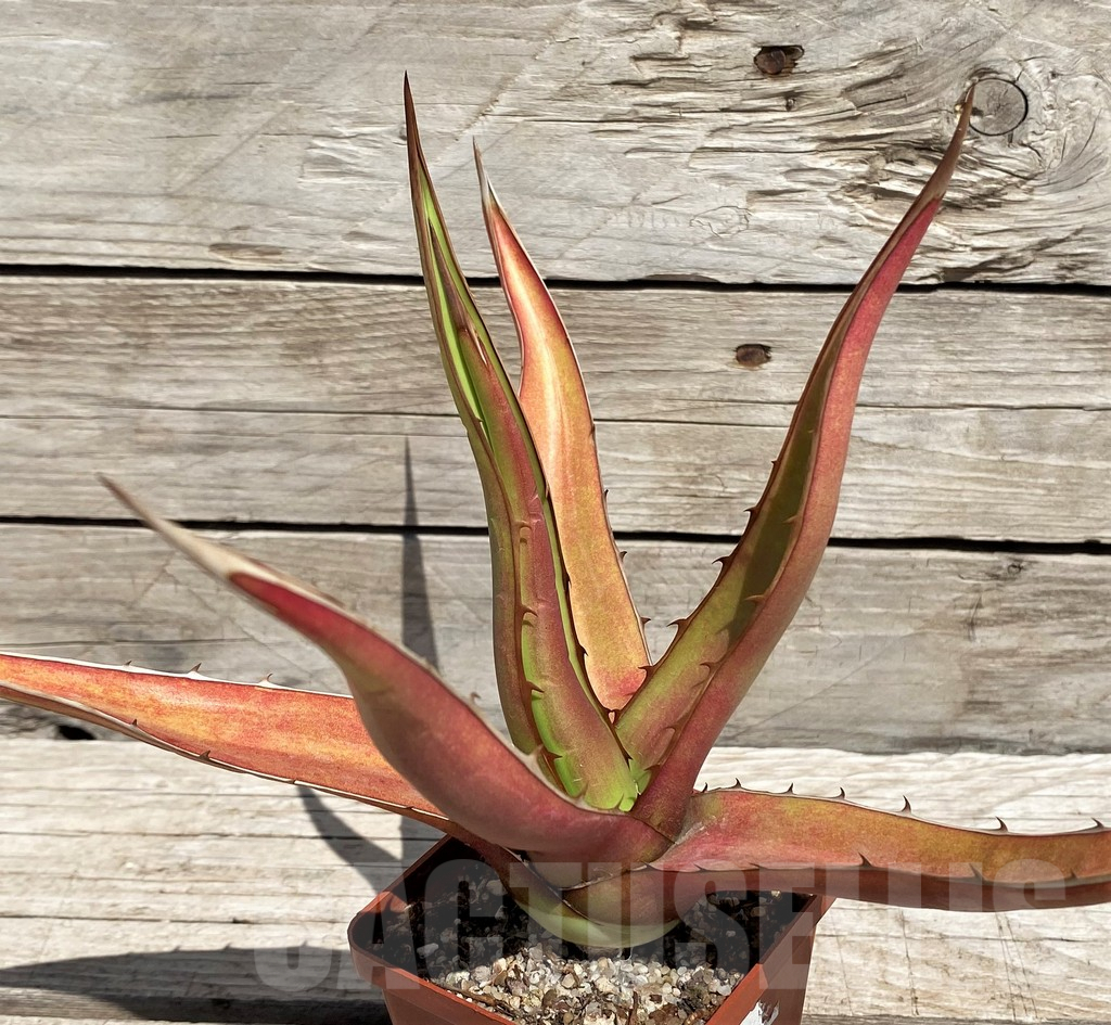 SH5543 Agave kerchovei 'Huajuapan Red' - Image 3