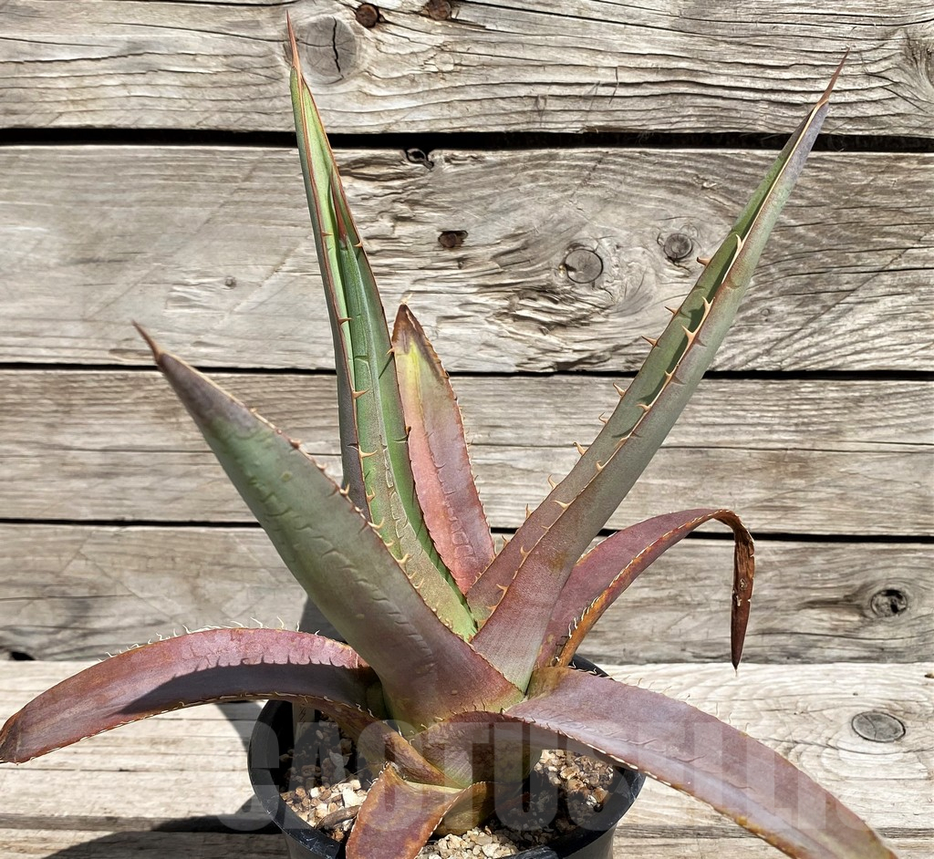 SH5544 Agave purpusorum