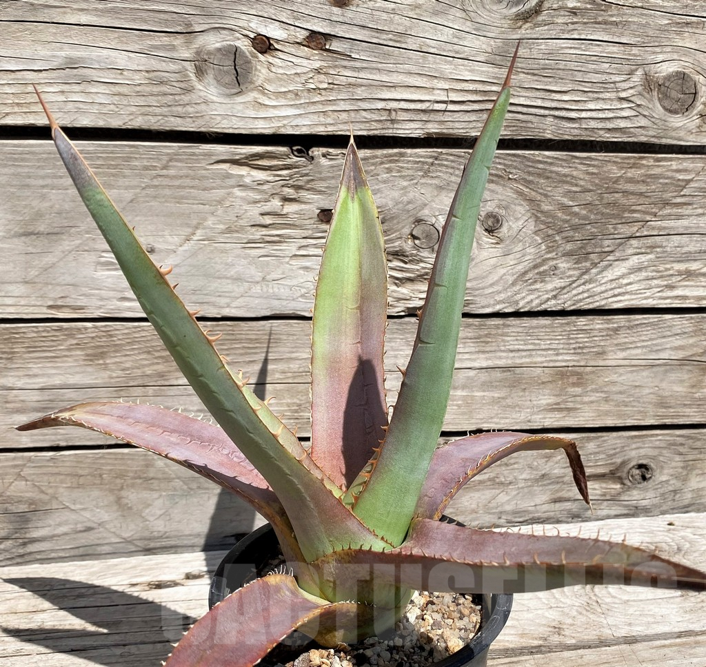 SH5544 Agave purpusorum - Image 2