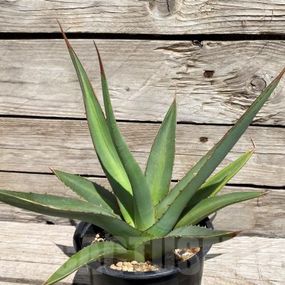 SH5545 Agave purpusorum