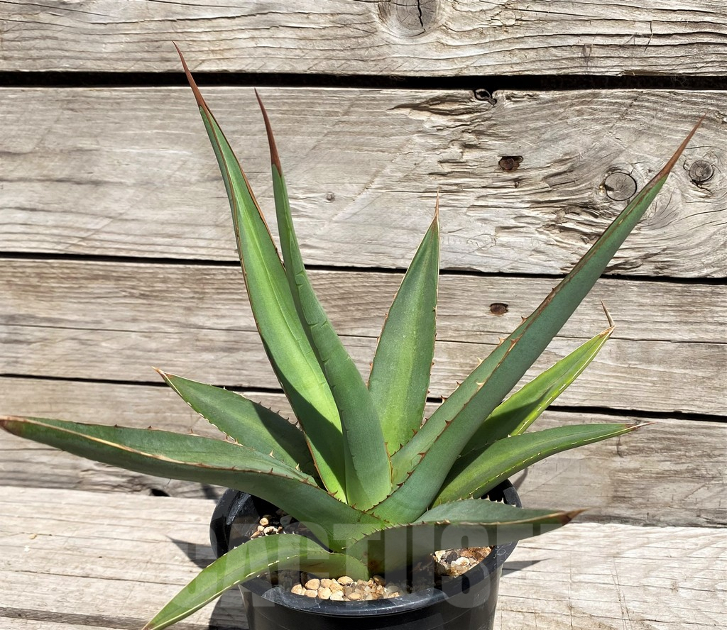 SH5545 Agave purpusorum