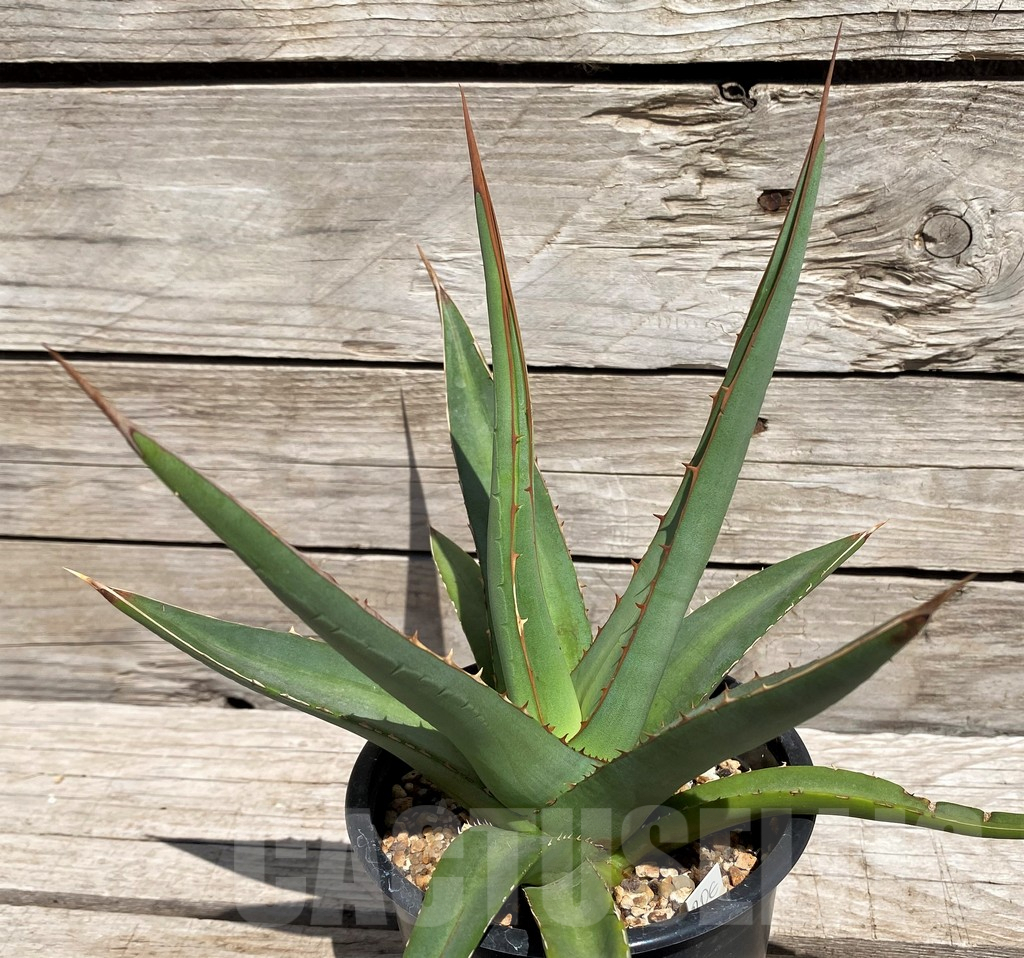 SH5545 Agave purpusorum - Image 2