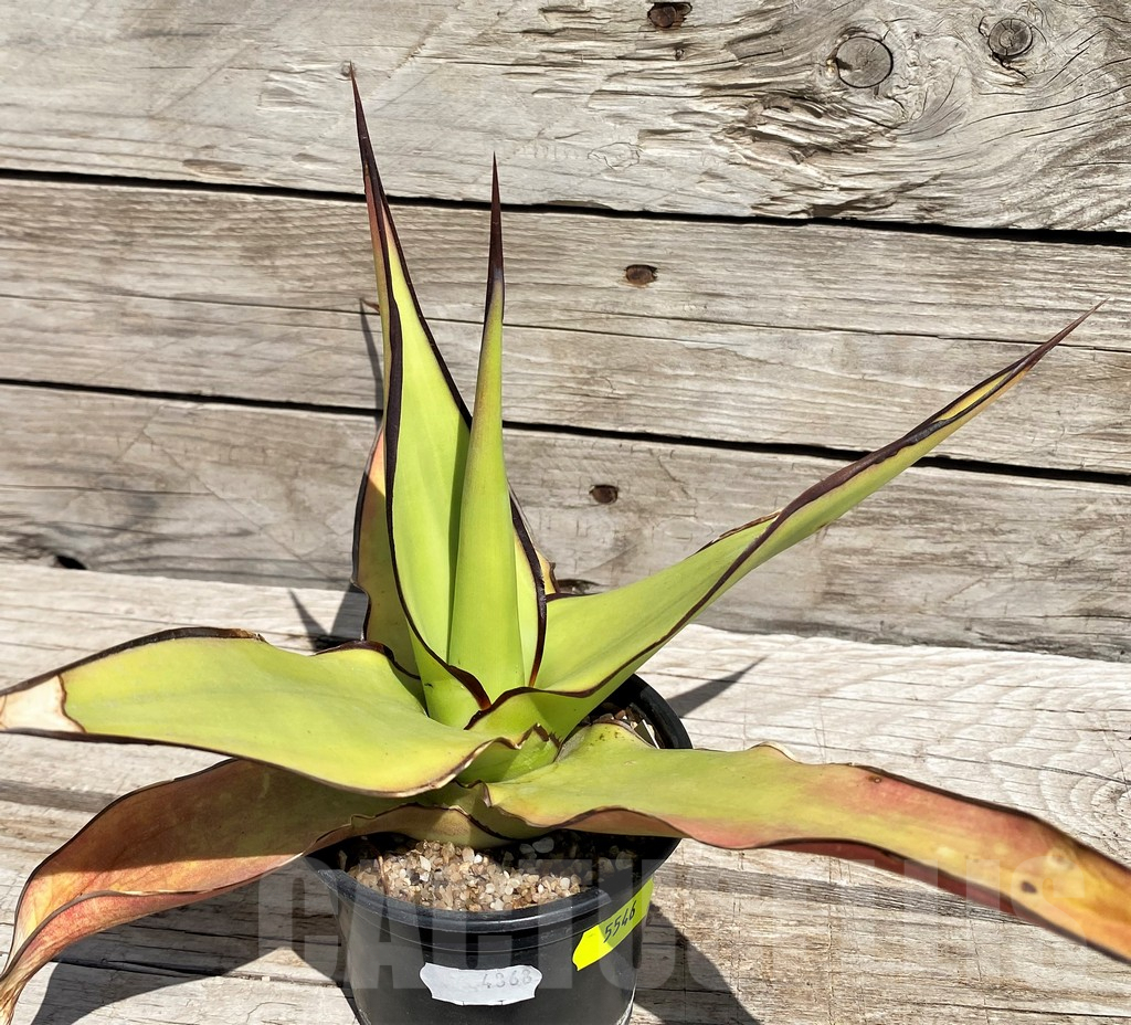 SH5546 Agave chazaroi - Image 3