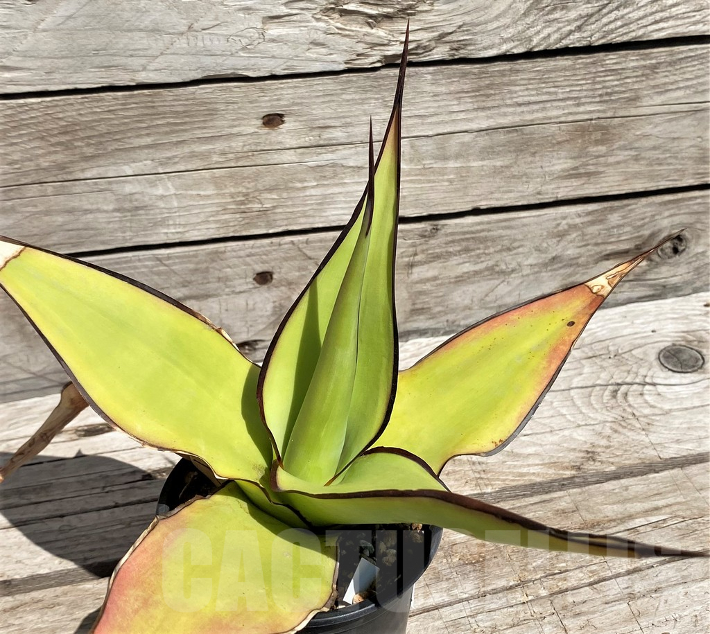 SH5546 Agave chazaroi