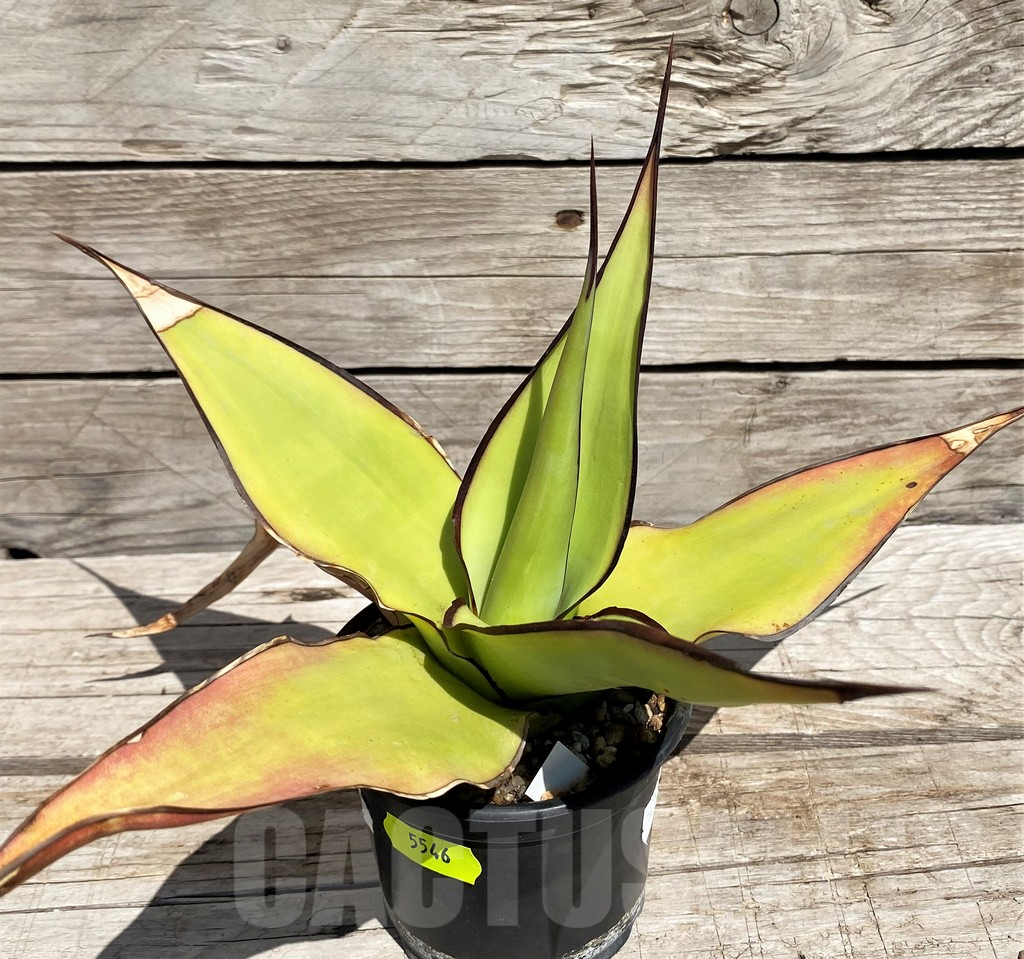 SH5546 Agave chazaroi - Image 2