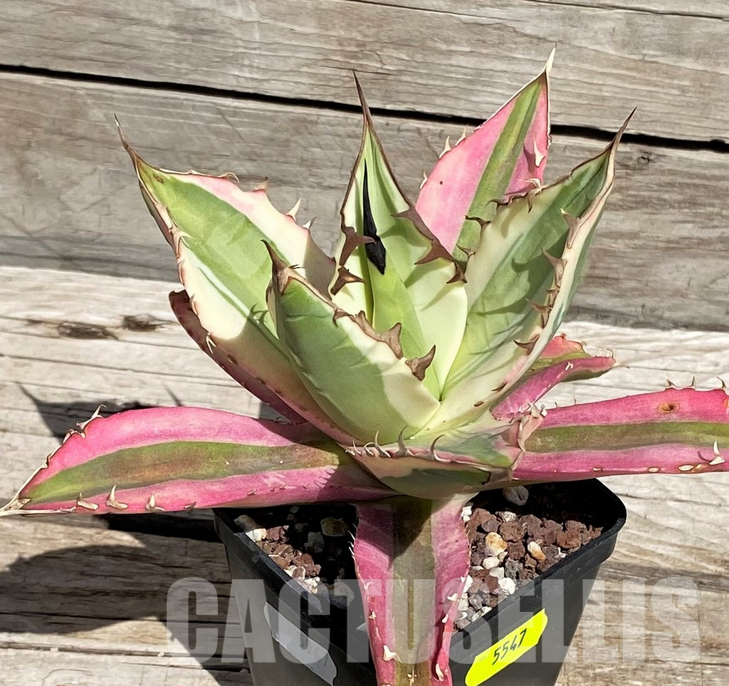 SH14716 Agave titanota f. variegata ‘Snaggle Tooth’ - Image 3