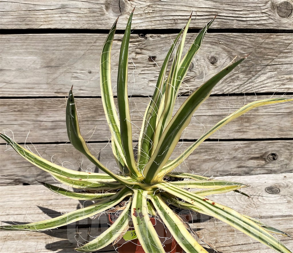 SH5548 Agave filifera f. compacta marginata - Image 3