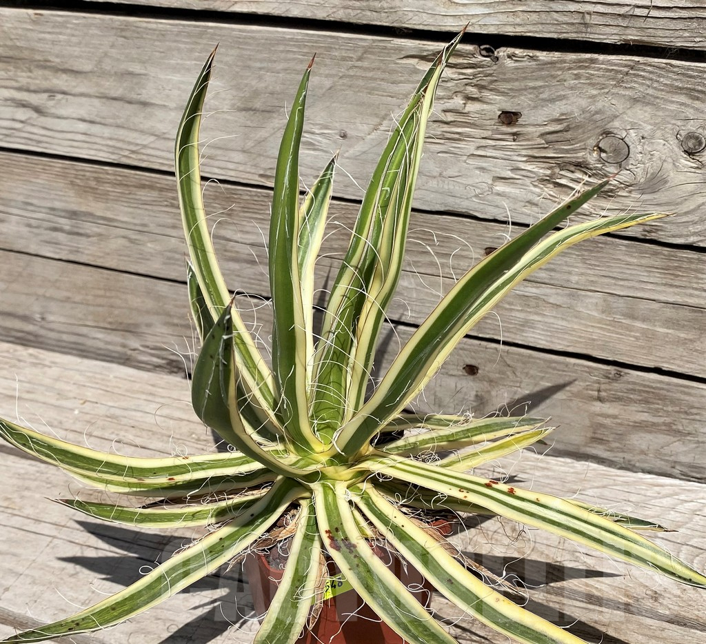 SH5548 Agave filifera f. compacta marginata - Image 2