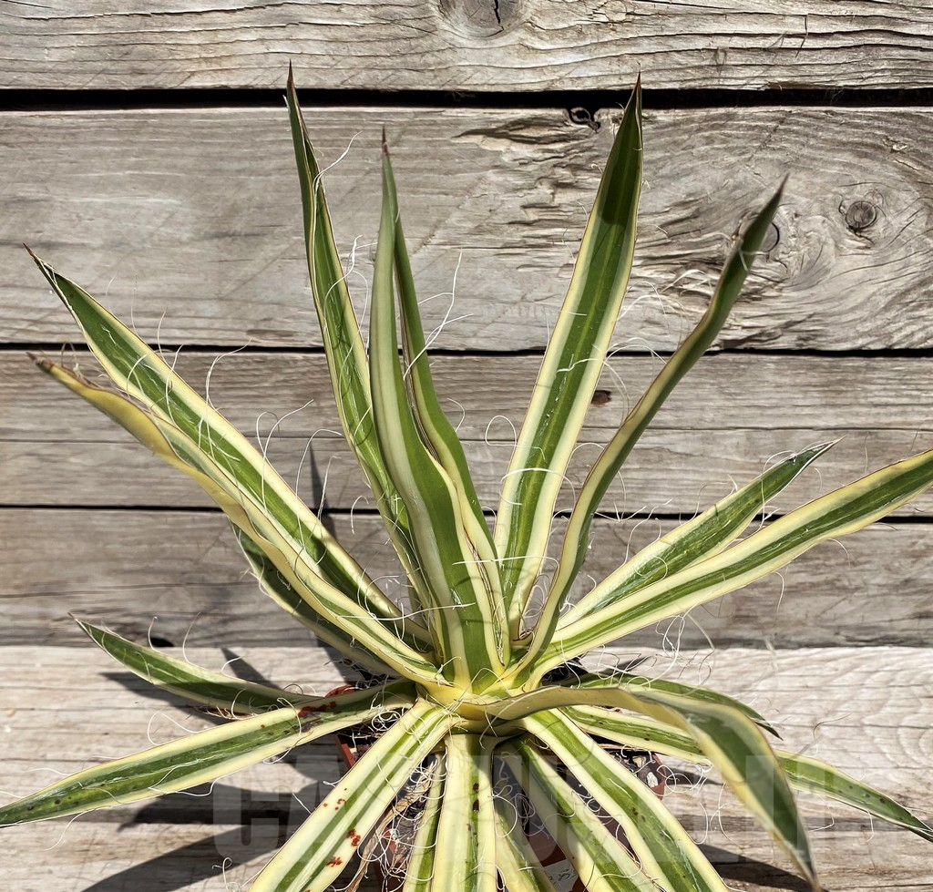 SH5548 Agave filifera f. compacta marginata