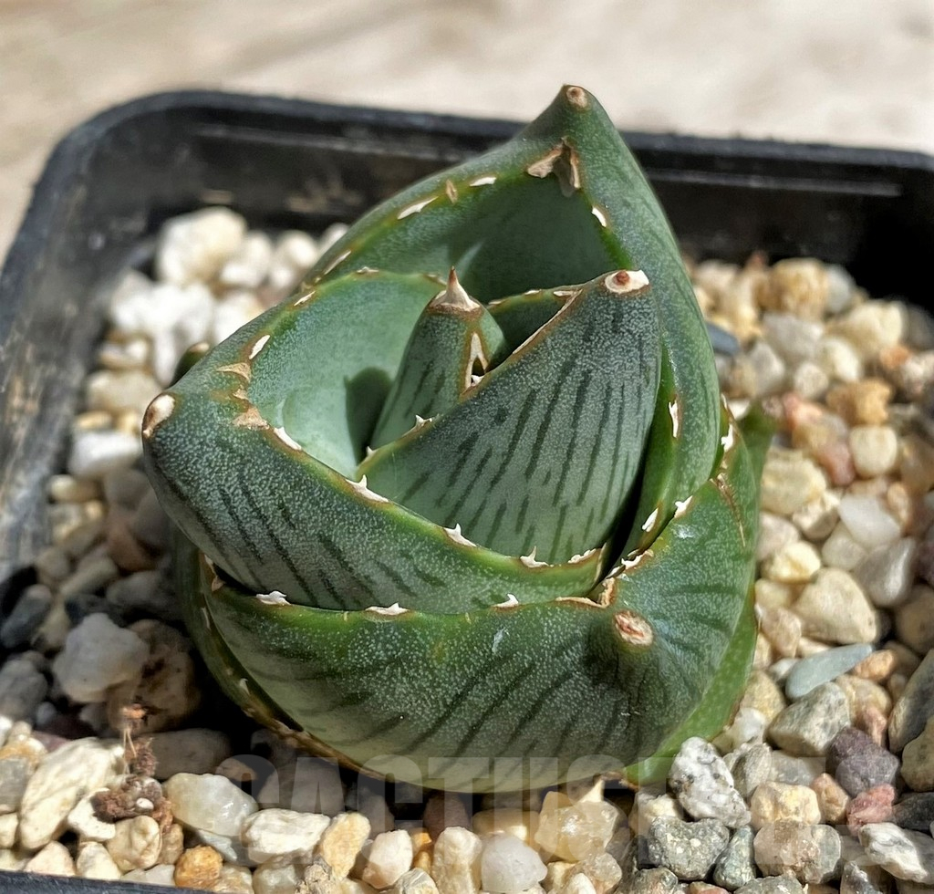 SH5511 Agave pumila - Image 2