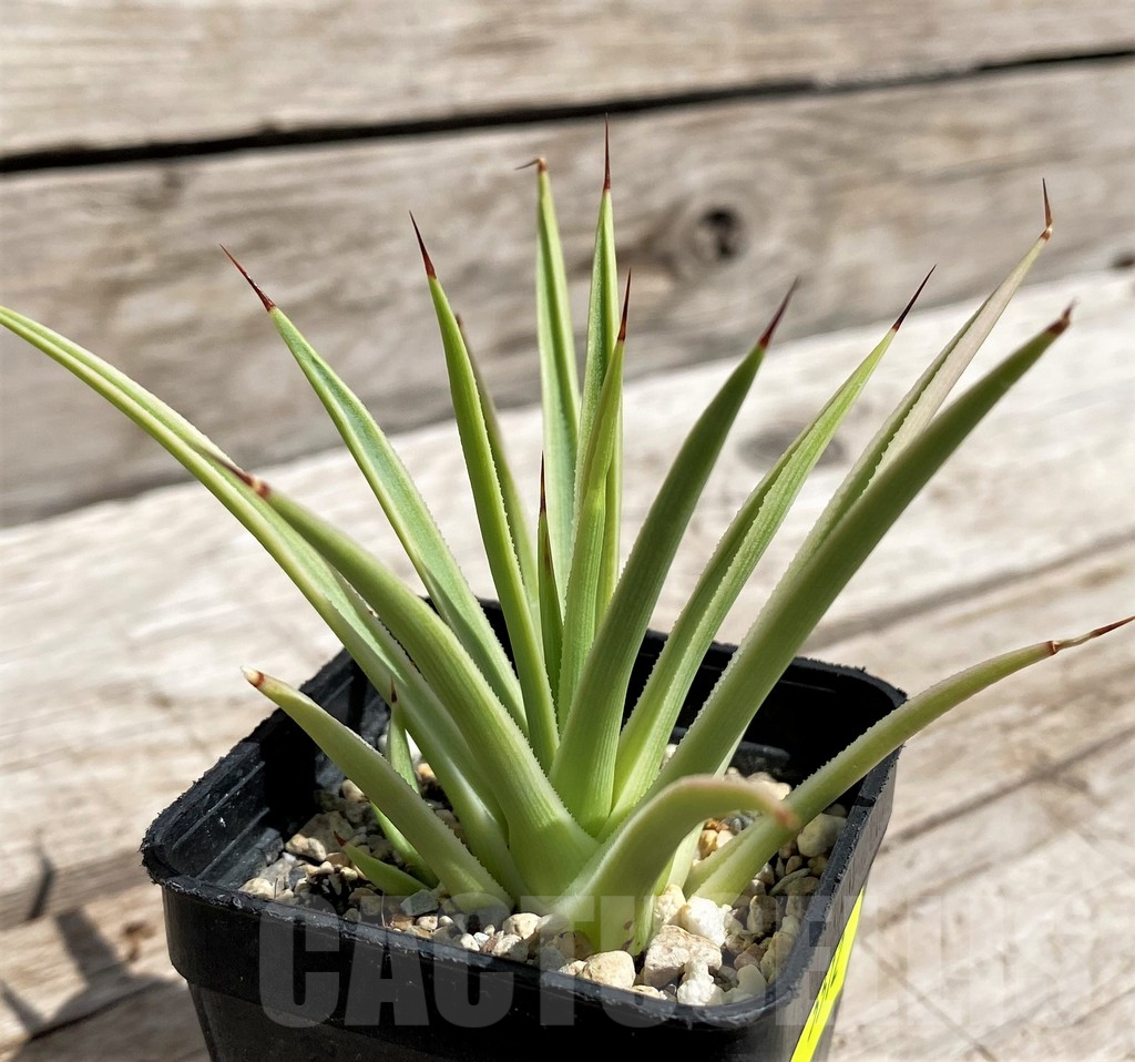 SH5512 Agave stricta 'Nana' f. variegata