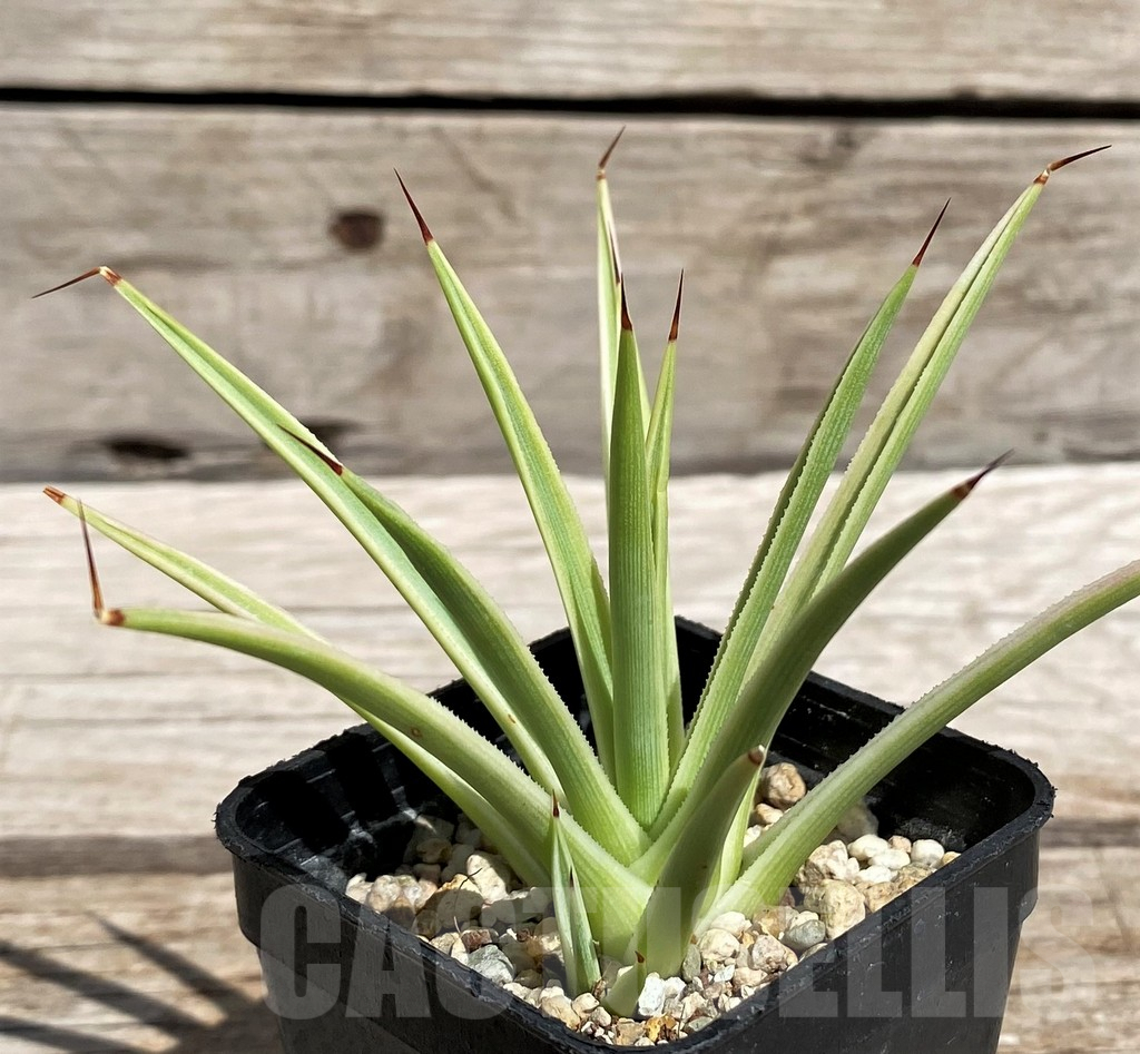 SH5512 Agave stricta 'Nana' f. variegata - Image 2