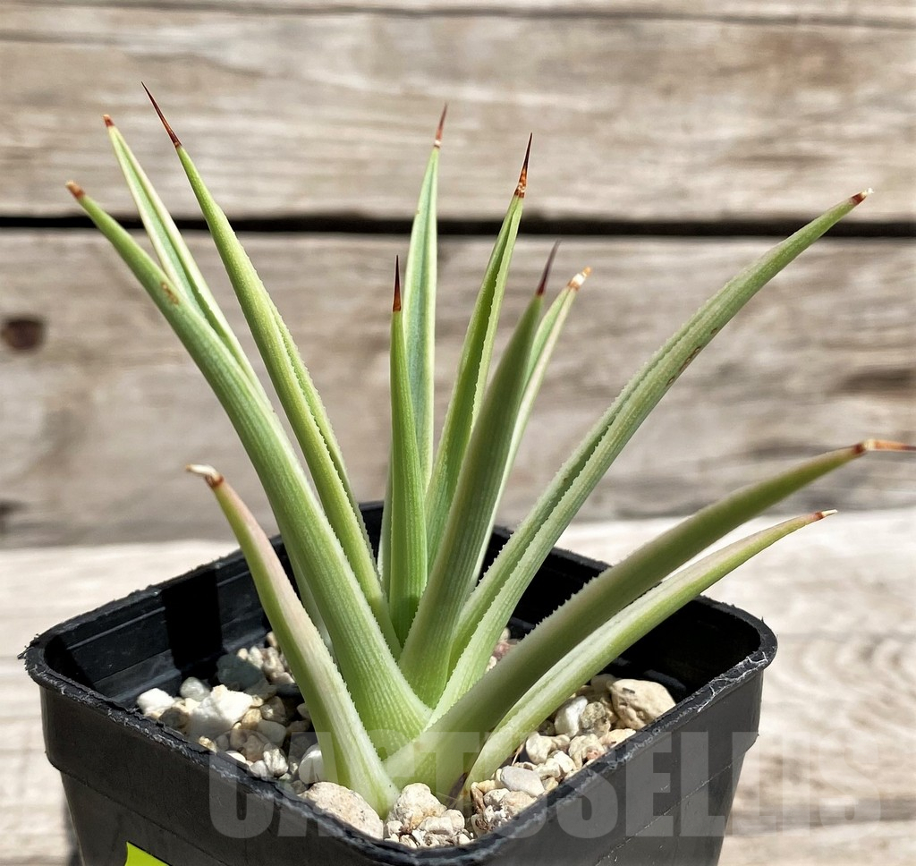SH5513 Agave stricta 'Nana' f. variegata