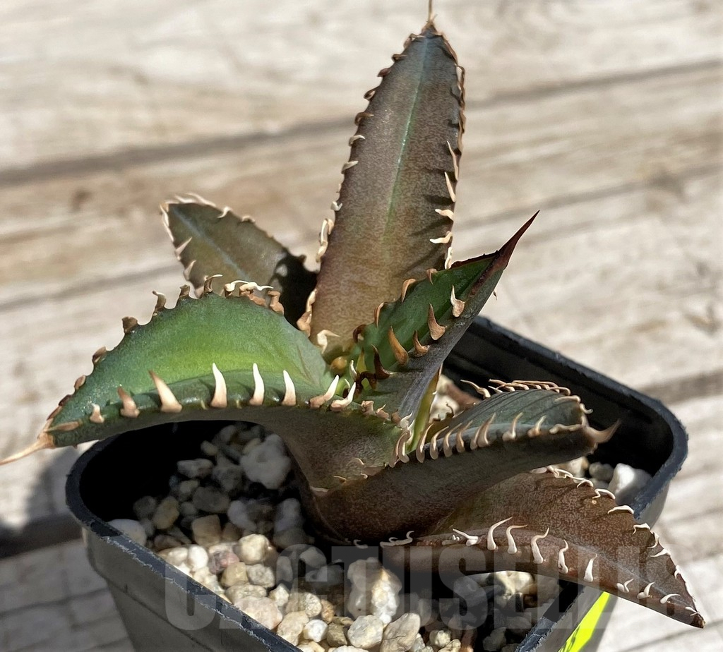 SH5508 Agave titanota 'Red Catweazle' - Image 3