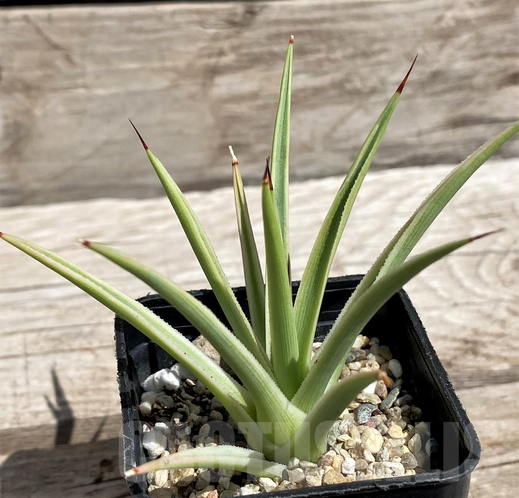 SH5513 Agave stricta 'Nana' f. variegata - Image 2