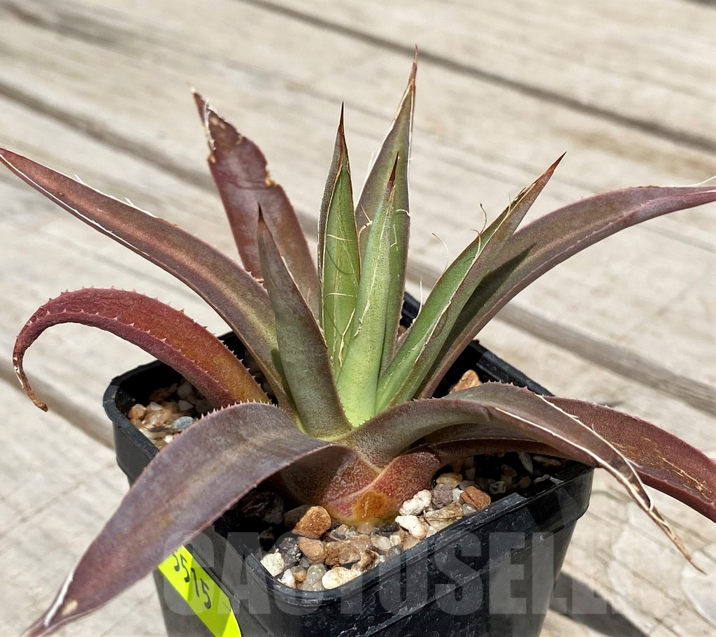SH5515 Agave multifilifera - Image 2