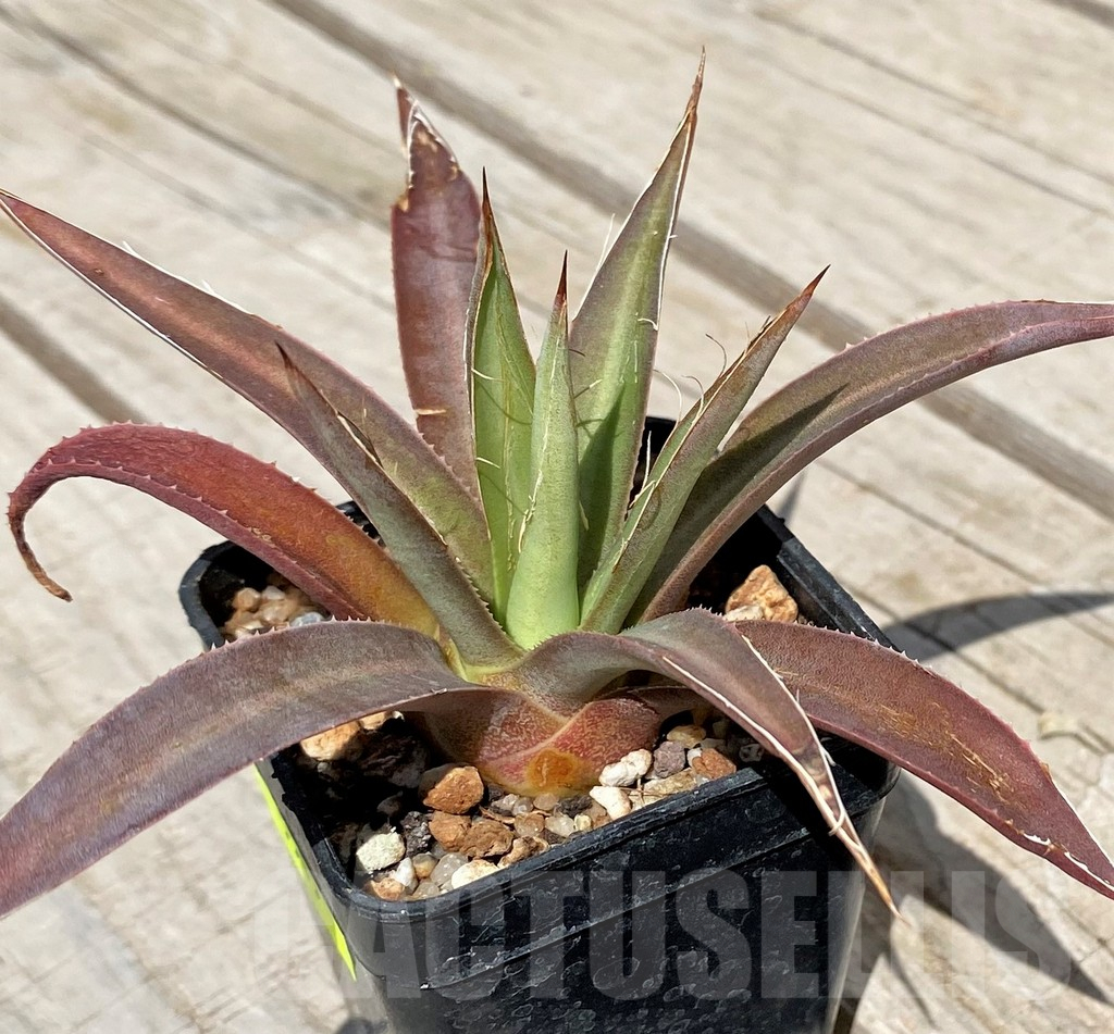 SH5515 Agave multifilifera