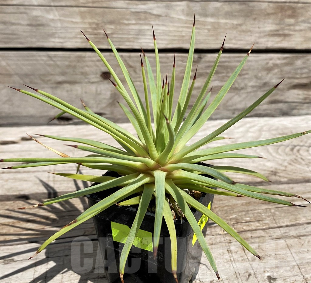 SH5516 Agave petrophila